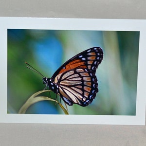 vlinder notitie kaart, Onderkoning vlinder, lege notecard, unieke kaart, Etsy vinden, trending, foto notecard, alle gelegenheid kaart, persoonlijke notecard