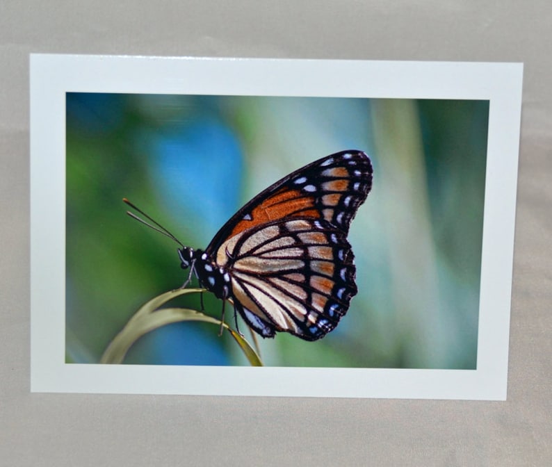 Viceroy Butterfly Photo Note Card, Blank All Occasion Card - Etsy