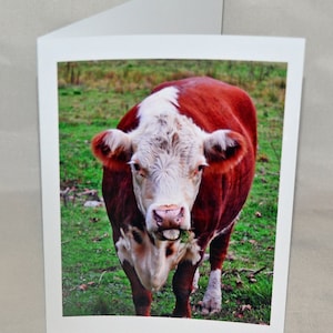 Kuh Grußkarte, lustige Grußkarte, einzigartige Karte, Foto-Notizkarte, Tierkarte, Trending, Etsy findet, humorvolle Karte, alle Gelegenheitskarte, für jedermann