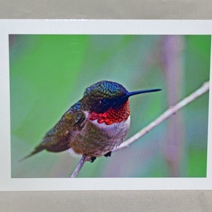 Kolibri-Grußkarte, Vogel-Grußkarte, einzigartige Karte, Vogel-Fotografie, Foto-Notecard, Vogel-Notecard, alle Gelegenheit Karte, für jedermann, Trending