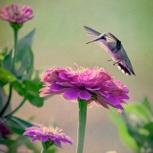 kolibrie wenskaart, vogel wenskaart, unieke kaart, vogelfotografie, foto notitiekaart, vogel notitiekaart, alle gelegenheidskaart, voor iedereen, trending