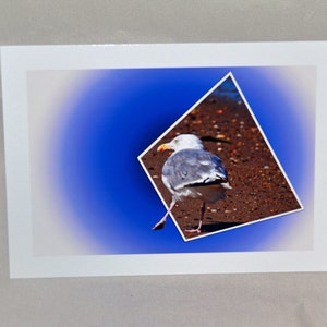 Carte de voeux de mouette, carte de vœux drôle, carte unique, carte d’humour, notecard de photo, carte de note d’oiseau, carte d’occasion de tous, pour n’importe qui, Etsy trouver,OOAK