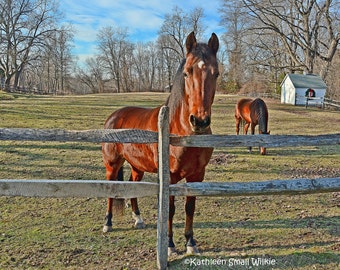 Grazing Horses Photography Print, Farm Animal Wall Art, South Windsor CT