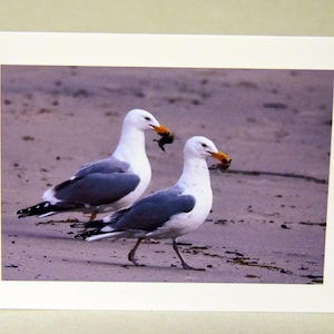 2 gaviotas, aves del amor, fotografía de aves, fotografía de naturaleza, tarjeta de notas, tarjeta de felicitación, hallazgo de Etsy, tema de amor, día de San Valentín, aniversario