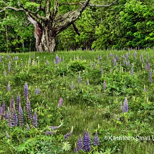purple lupines,wildflowers,lupine field,big tree,New England,nature photography,flower photography,rustic old fence,spring theme,Etsy find