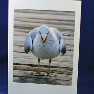 Möwe Notecard, lustige Grußkarte, einzigartige Karte, humorvolle Karte, Foto-Notecard, Vogel-Notecard, Etsy finden, alle Gelegenheit Karte, Trending, für jedermann