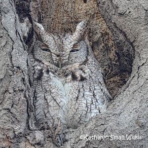 búho chillón oriental, tarjeta de todas las ocasiones, fotografía de aves, fotografía de naturaleza, tarjeta única, tarjeta en blanco, pájaro oculto, pájaro camuflaje, ave de presa