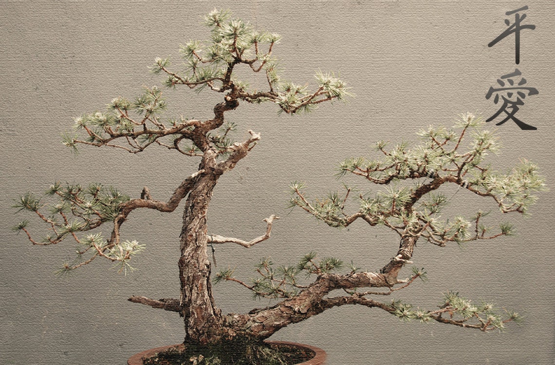 Pitch Pine Bonsaibonsai Treeblank Notecardunique Cardetsy Etsy