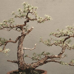 Pitch Pine Bonsai,Bonsai Baum,Blanko Karte,einzigartige Karte,Etsy Find,Foto-Notizkarte,trending,all occasion card,for anyone,peace and love