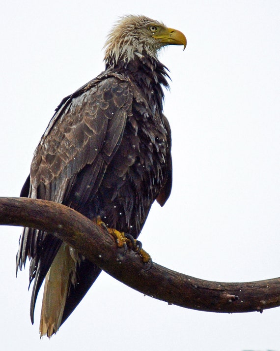 Águila calva americana rapaz ave rapaz fotografía de aves - Etsy España