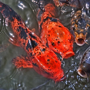 Fisch Grußkarte,Fisch Lippen,lustige Grußkarte,einzigartige Karte,Etsy-Fund,humorvolle Karte,Foto-Notizkarte,Tierkarte,Trending,alle Gelegenheitskarte