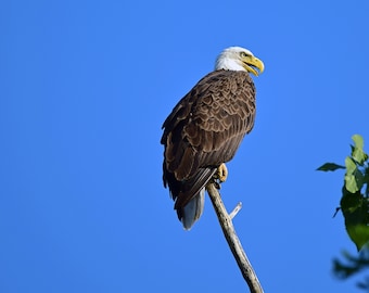 Bald Eagle Photo Print, Bird of Prey, Wildlife Photography