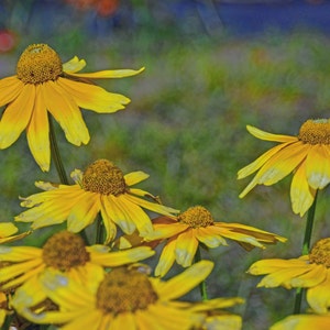 kegelbloemen, lege notecard, unieke kaart, herfst bloemen, Etsy vinden, fotokaart, floral notecard, beeldende kunst fotografie, trending, alle occasioncard