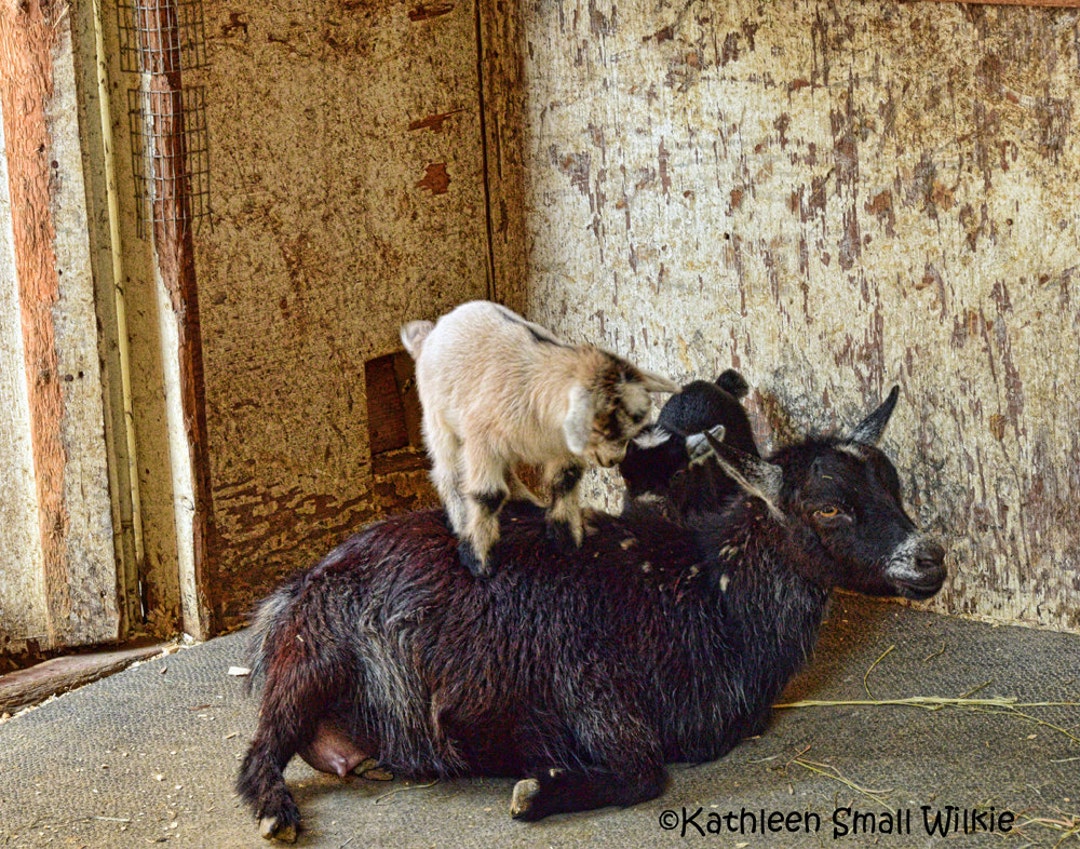 Mama geit, baby geiten, boerderijdieren, Etsy vinden, land kunst, kunst aan  de muur, trending, natuurfoto, geitenfotografie, kinderkamer kunst,  barnyard kunst, rustieke kunst - Etsy België, image size:1080x849