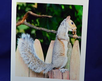 Squirrel greeting card,funny greeting card,unique card,Etsy find,humorous card,photo notecard, animal card,trending,all occasion card