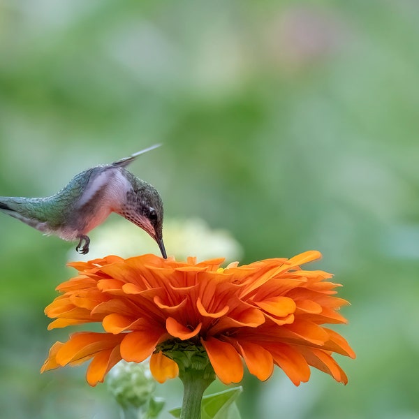 ruby throated hummingbird,gift ideas,unique gift,trending,bird photography,Etsy find,nature photography,gift idea,home decor,wildlife photo