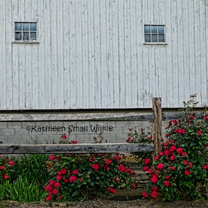 old weathered barn,red roses,old rustic barn,barn wall,unique gifts,wall art,gift idea,Etsy find,trending,rustic art,country art