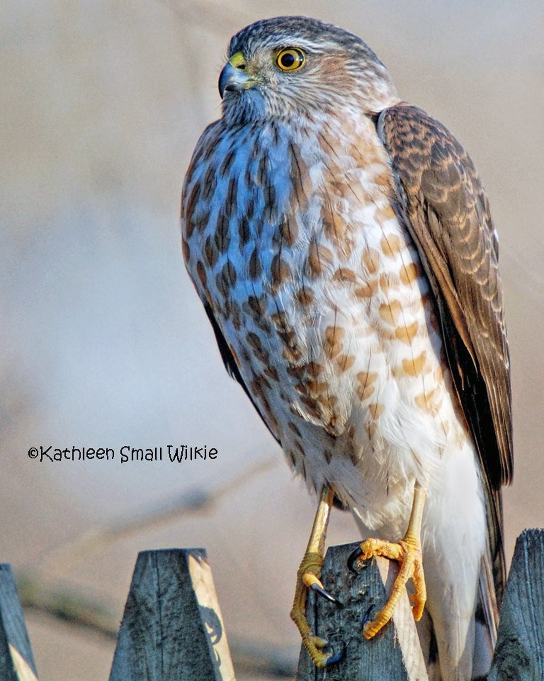 Falco di Cooper, fotografia di uccelli, fotografia naturalistica
