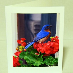 Bluebird Grußkarte, Vogel-Grußkarte, einzigartige Karte, Vogel-Fotografie, Foto-Notecard, Vogel-Notecard, alle Gelegenheit Karte, für jedermann, Trending