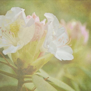 Apple bloesems, lege notitiekaart, unieke kaart, Etsy vinden, fotokaart, bloemen notitiekaart, fine art fotografie, trending, lente thema, alle gelegenheid kaart