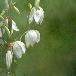 Delicate witte bloemen, lege notitiekaart, unieke kaart, Etsy vinden, fotokaart, bloemen notitiekaart, beeldende kunst fotografie, lente thema, alle gelegenheid kaart