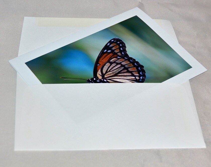 Viceroy Butterfly Photo Note Card, Blank All Occasion Card - Etsy