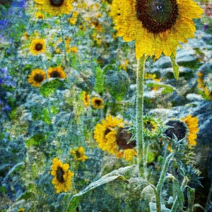 Sonnenblumenfeld,Blanko Karte,einzigartige Karte,all occasion card,Etsy find,florale Karte,Fine Art Fotografie,Trending,Sommer Thema,persönliche Karte
