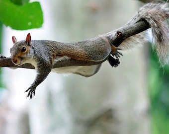 Funny Squirrel Photo Greeting Card, Humorous Animal Notecard