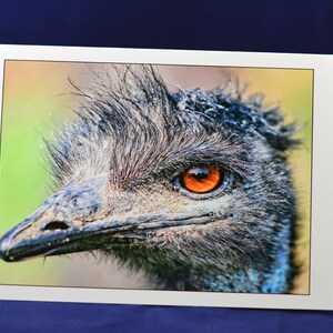 Cartão de felicitações da Emu, cartão de felicitações engraçado, cartão exclusivo, Etsy find, cartão humorístico, cartão de fotos, cartão de animais, tendência, cartão para todas as ocasiões, para crianças