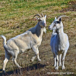 billy goat,animal photography,farm animal,Etsy find,country art,wall art,trending,nature photo,goat photography,nursery art,barnyard art