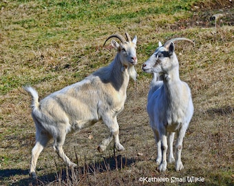 billy goat,animal photography,farm animal,Etsy find,country art,wall art,trending,nature photo,goat photography,nursery art,barnyard art