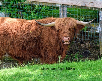 Highland Cow Photo Print, Long Haired Cattle, Scottish Home Decor