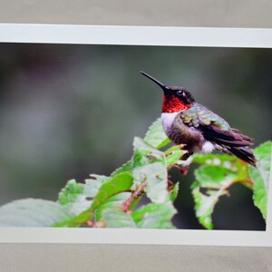 cartão de beija-flor, cartão de pássaro, cartão exclusivo, fotografia de pássaros, cartão de foto, cartão de pássaro, cartão para todas as ocasiões, Etsyfind, para qualquer pessoa