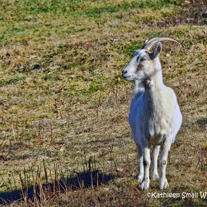 billy goat,animal photography,farm animal,Etsy find,country art,wall art,trending,nature photo,goat photography,nursery art,barnyard art
