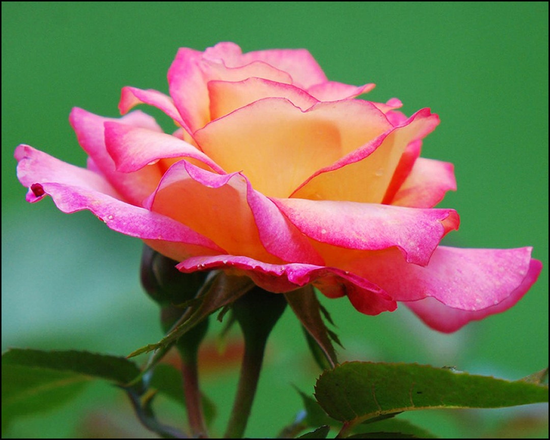 Pink & Yellow Rose,blank Notecard,unique Card,etsy Find,photo Notecard ...