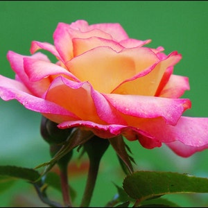 Roze &Yellow Rose, blanco notitiekaart, unieke kaart, Etsy vinden, foto notitiekaart, bloemen notitiekaart, roos notitiekaart, trending, alle gelegenheid, voor haar
