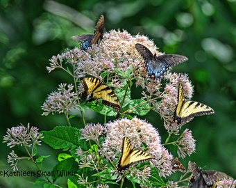 lots of butterflies,butterfly photo,nature photography,yellow butterfly,black butterfly,unique gift,gift idea,wall art,Etsy find,trending