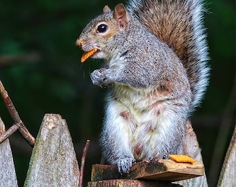 Cheez-It-fotowenskaart eekhoorn, notitiekaart grappig dier