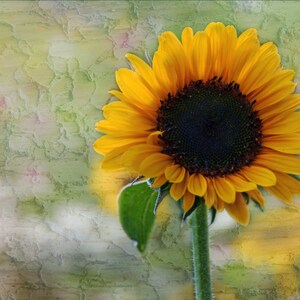 Girasol, tarjeta en blanco, tarjeta única,Etsy encontrar,tarjeta de fotos, tarjeta floral, fotografía de bellas artes, todas las tarjetas de ocasión, tendencias, tema de verano