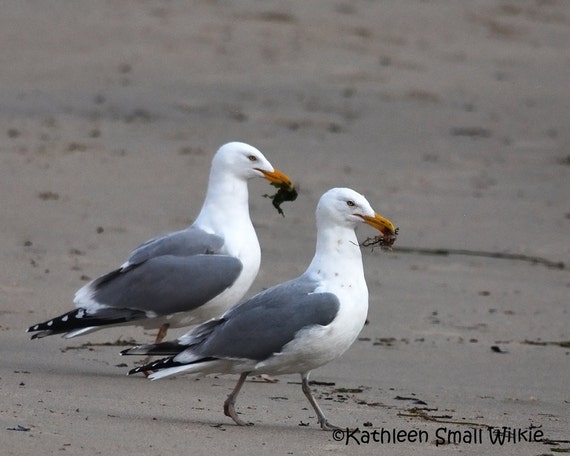 2 Mowen Liebesvogel Vogel Fotografie Naturfotografie Etsy