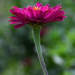 Paarse Zinnia, blanco notitiekaart, unieke kaart, Etsy vinden, fotokaart, bloemen notitiekaart, beeldende kunst fotografie, alle gelegenheidskaart, trending, lente thema