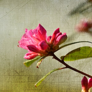Azalea, lege notitiekaart, unieke kaart, Etsyfind, fotokaart, bloemen notitiekaart, fine art fotografie, alle gelegenheidskaart, trending, lente thema, kleur roze