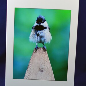 Chickadee wenskaart, grappige wenskaart, unieke kaart, Etsy vinden, humoristische kaart, foto notecard, dierenkaart, trending, alle gelegenheid kaart