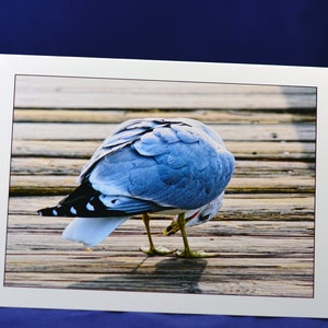 Möwe Grußkarte, lustige Grußkarte, einzigartige Karte, Etsy finden, humorvolle Karte, Foto Notecard, Vogel Notecard, Trending, alle Gelegenheit Karte