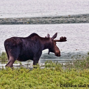Bull Moose,Maine moose,nature photo,animal photo,wildlife photography,Etsy find,unique gifts,gift ideas,wall art,home decor,cabin art