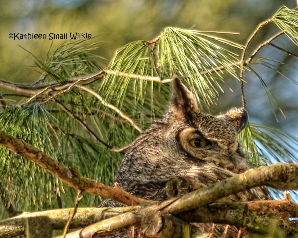 great horned owl,nesting owl,birds of prey,nocturnal bird,nature photography,wildlife photography,tr