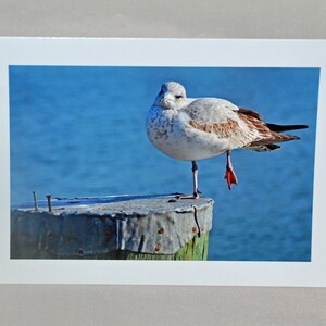 Seagull wenskaart, grappige wenskaart, unieke kaart, foto notitiekaart, vogel notitiekaart, humoristische kaart, alle gelegenheid kaart, lente thema, Etsy vinden