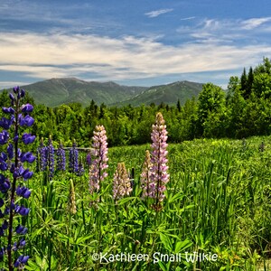 pink & purple lupines,mountains,New Hampshire,nature landscape,colorful wildflowers,unique gifts,gift idea,wall art,home decor,Etsy find