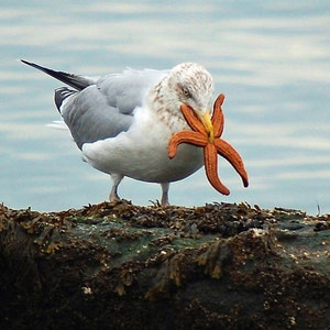 Carte de voeux de mouette, carte de voeux drôle, carte unique, notecard photo notecard, carte humoristique, thème de ressort, etsy trouver, carte d’occasion de toutes