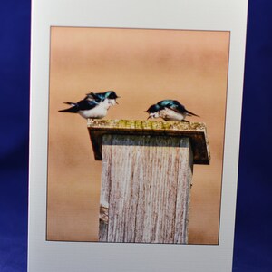 boom zwaluwen kaart, grappige wenskaart, unieke kaart, Etsy vinden, lege foto notecard, dier notecard, trending, vogel fotografie, humoristische kaart,